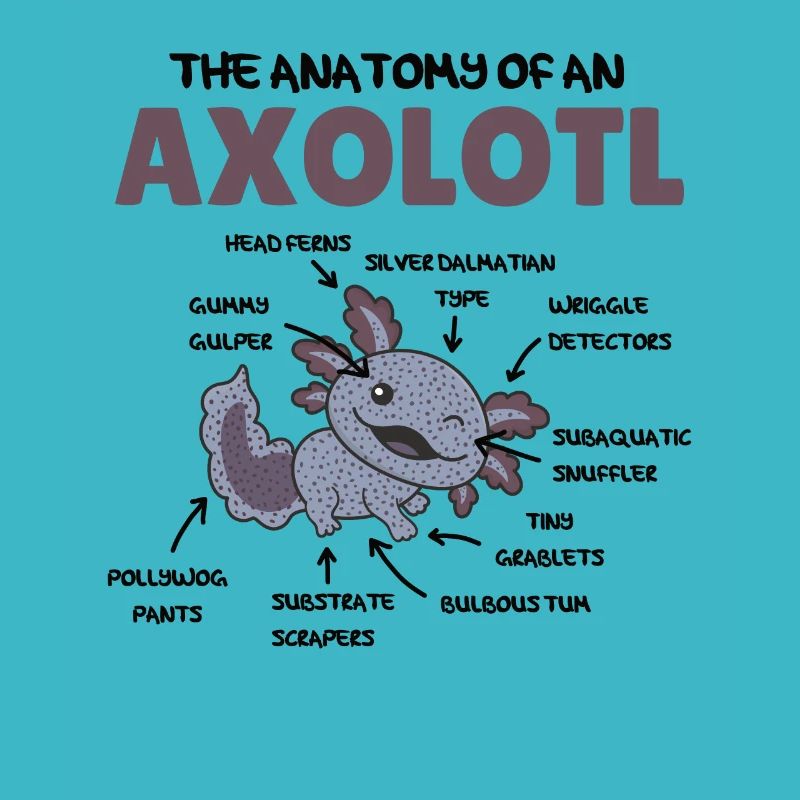 Axolotl Explication Anatomie d’un Axolotl