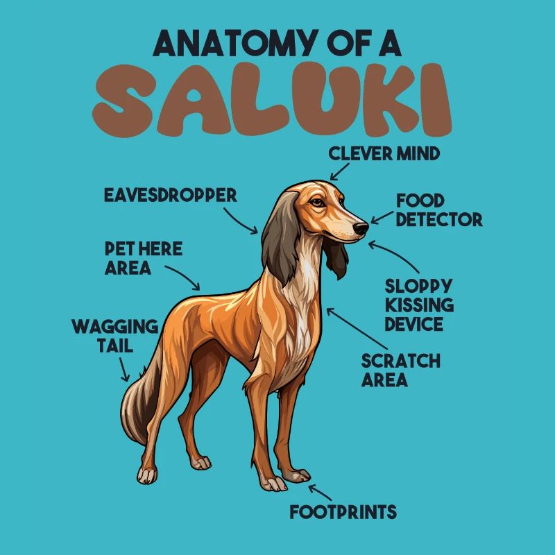 Explication du chien Anatomie d’un Saluki