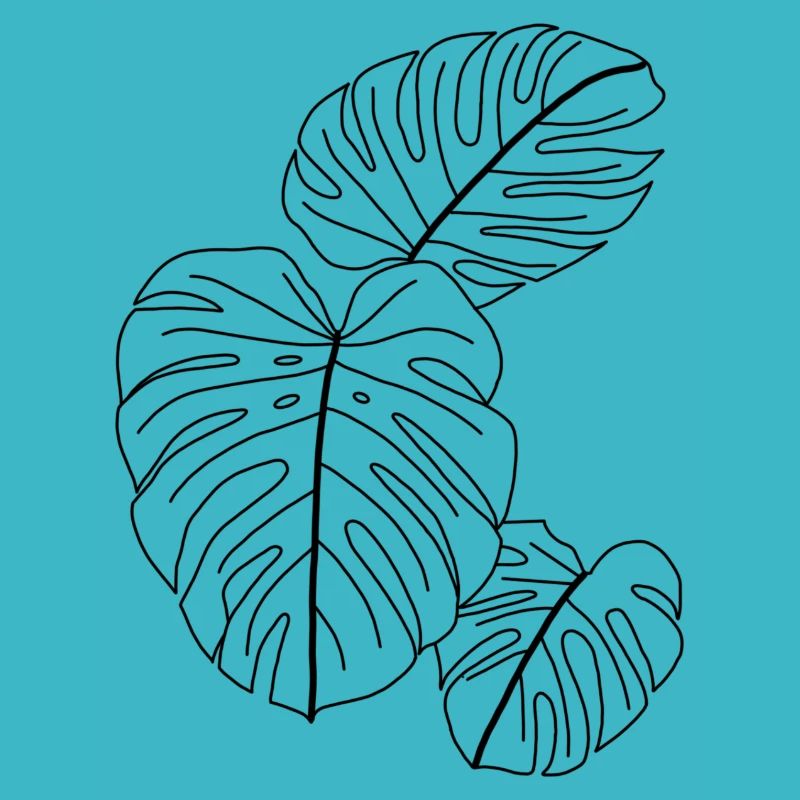 Monstera