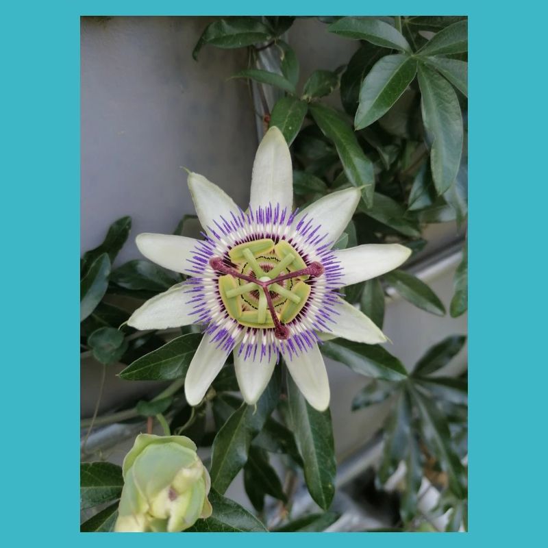 Passionsfrucht Blume Passiflora