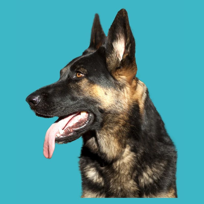 German Shepherd Head