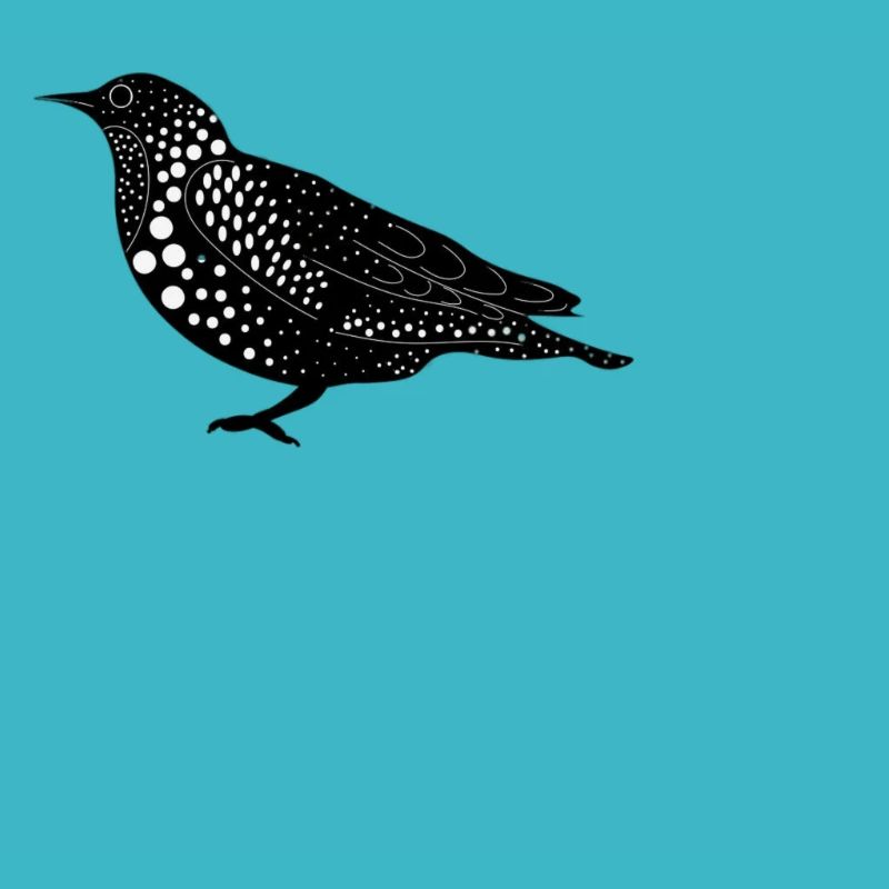 oiseaux