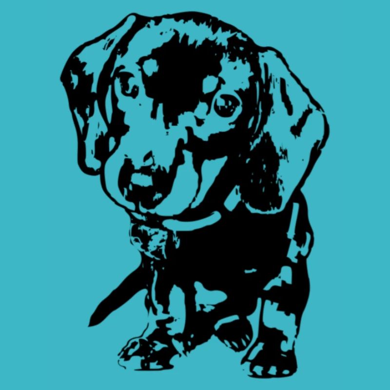 Dachshund