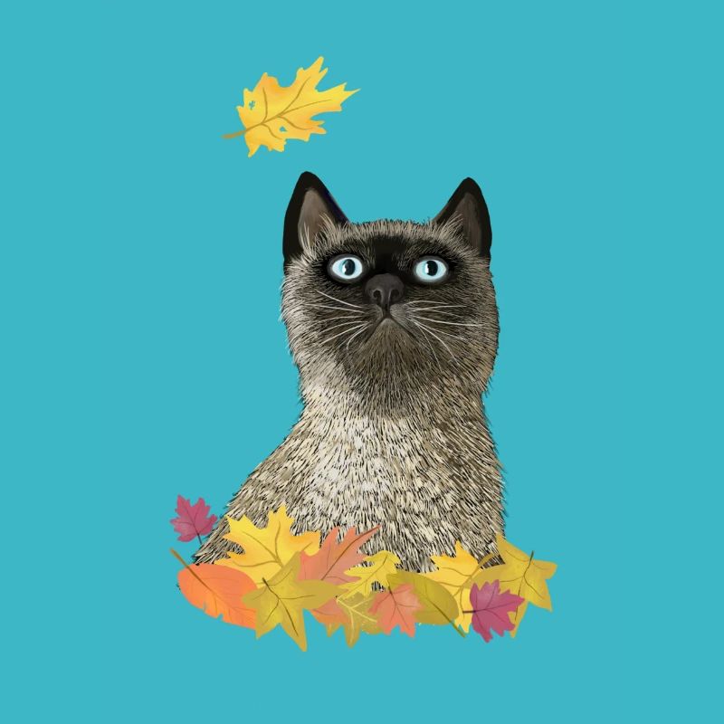 Chat d’automne