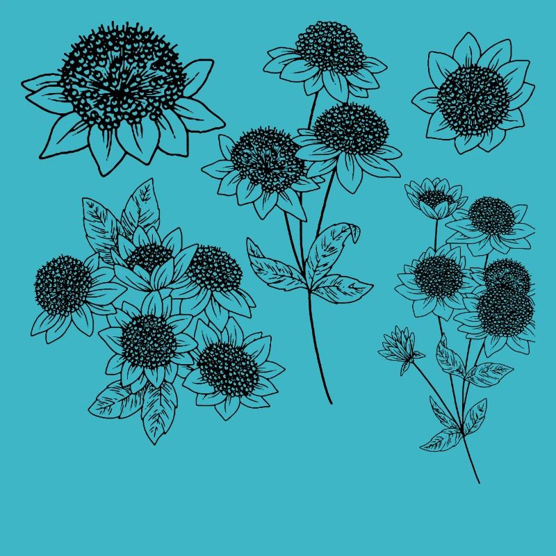 Groupe de fleurs astrantia maxima