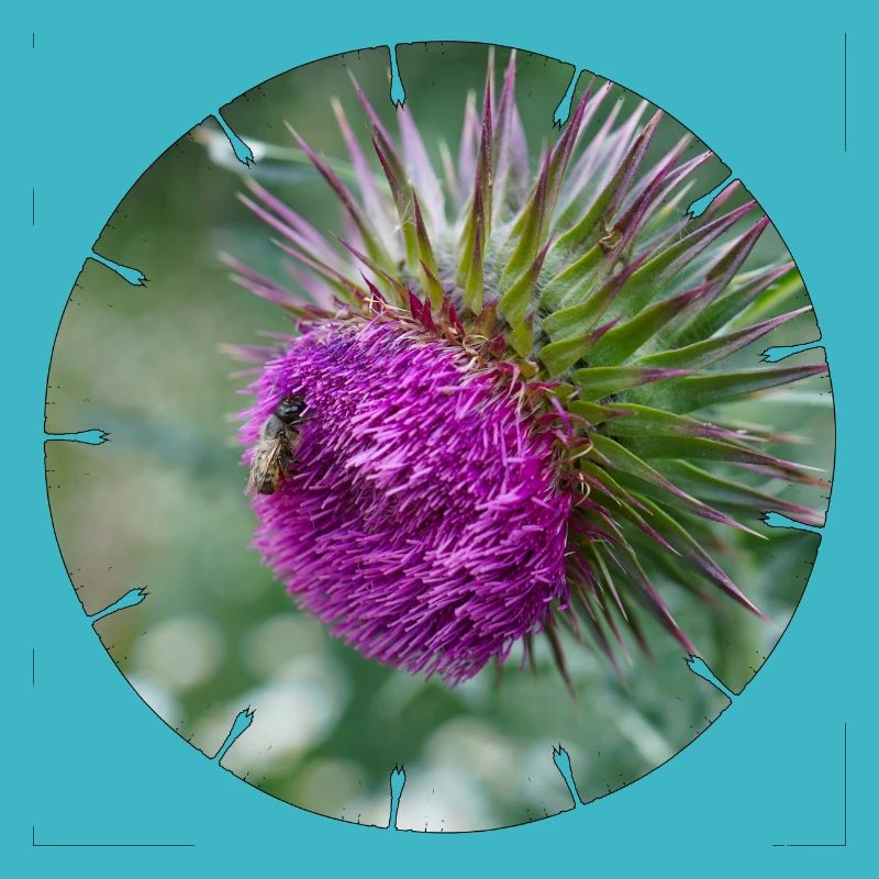 Die Distelblüte wird oft als Unkraut verschrien