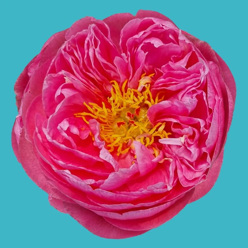 fleur rose fleur fleur fleur unique fleur rêve