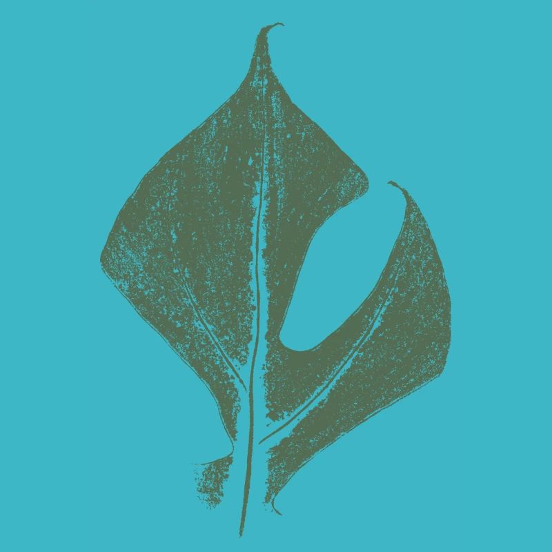 Feuille de Monstrea (Rhaphidophora tetrasperma)