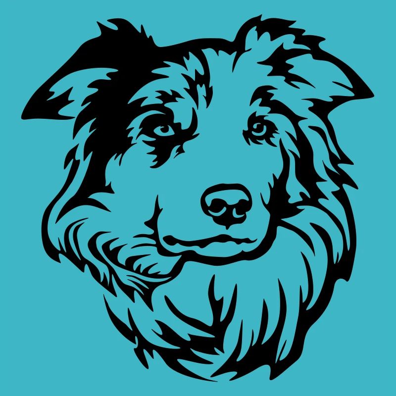 Tête de Border Collie