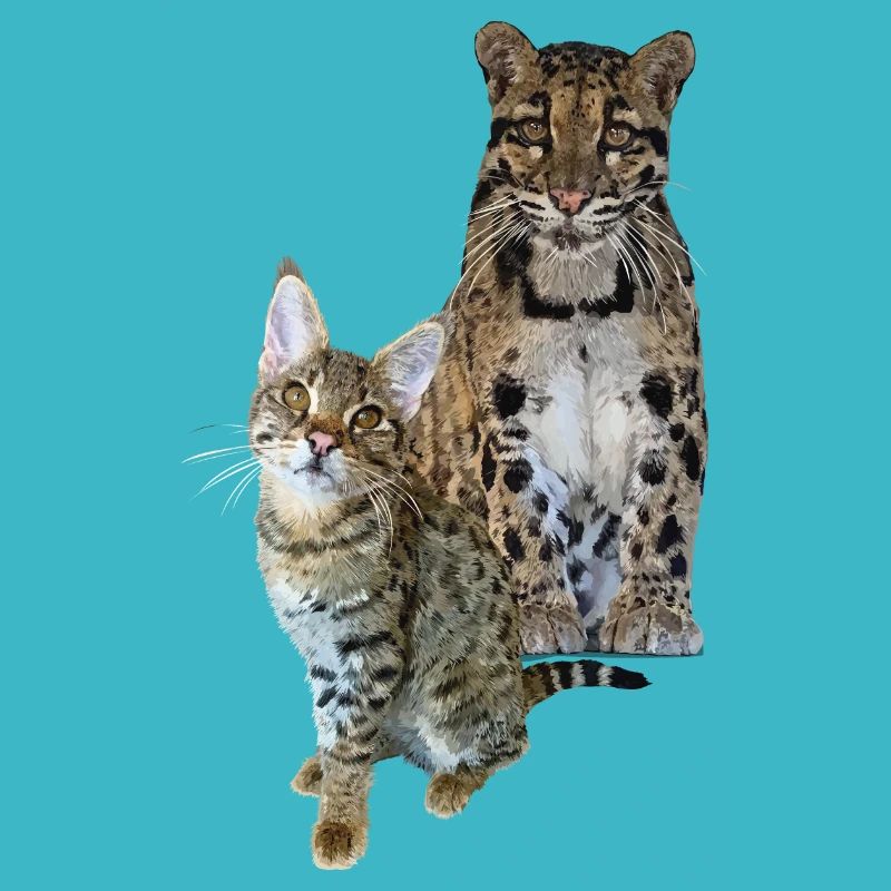 Clouded leopard and cat