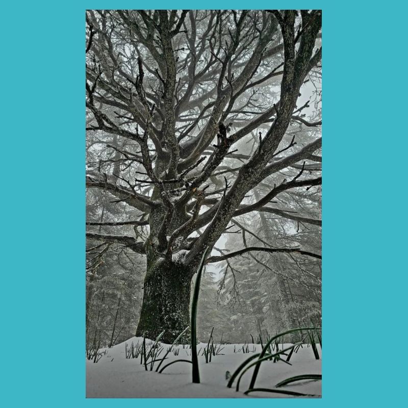 Rêve de la forêt
