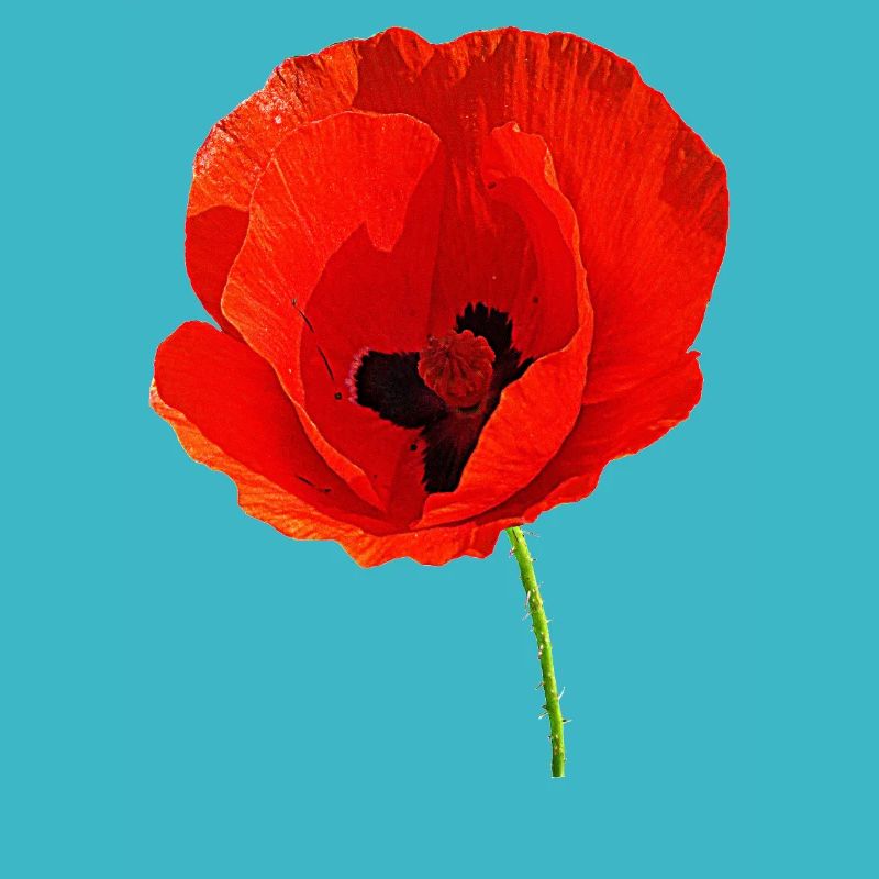 Corn poppy