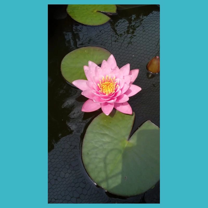Nénuphar