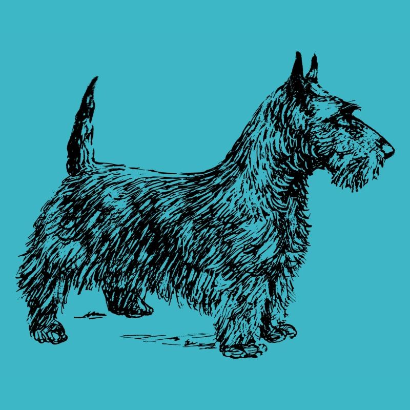 Scottish Terrier