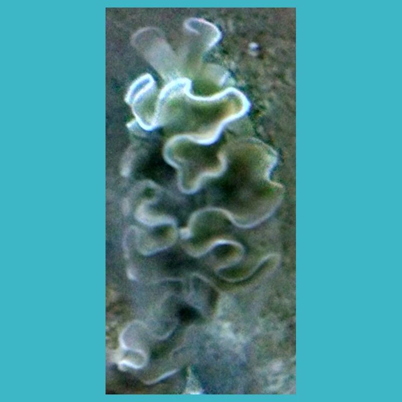 Meeres Schnecke