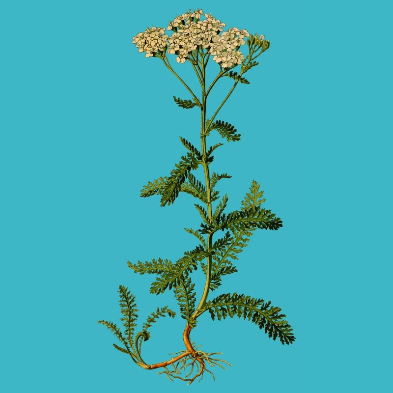 herb rosemary parsley thyme dill oregano