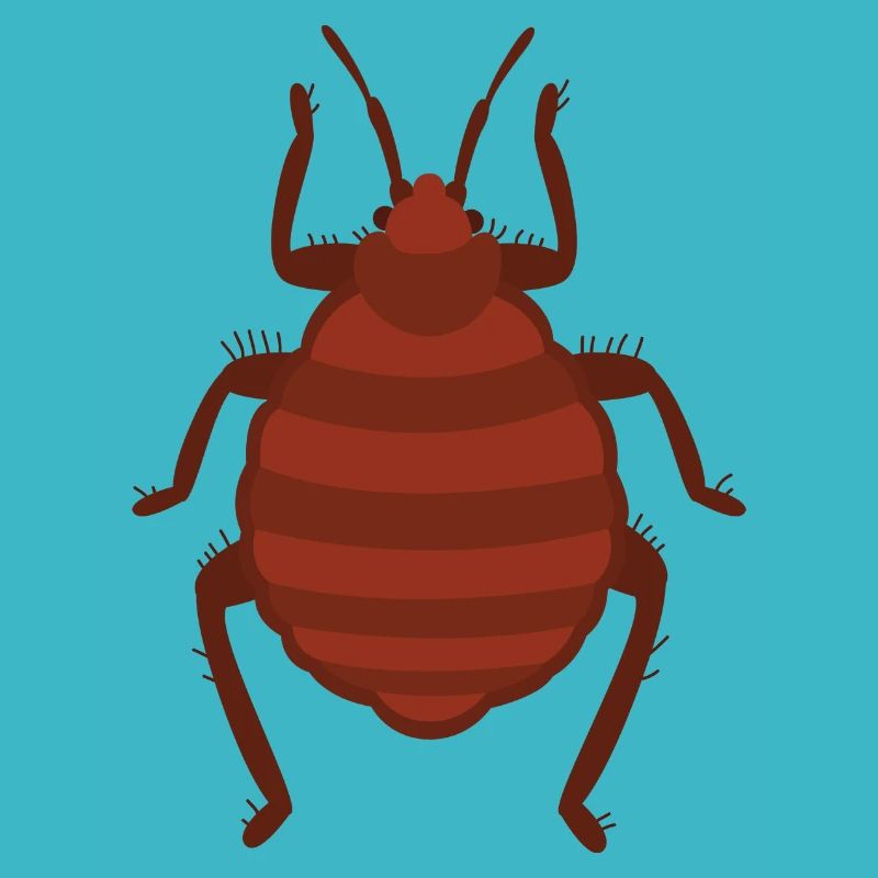 Bed bug