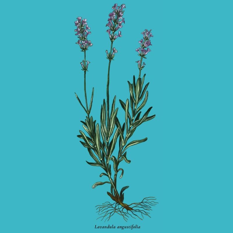 Lavender