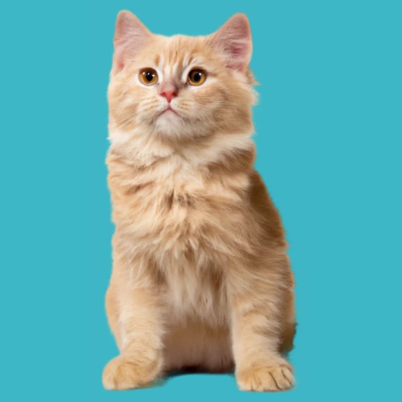Chat roux