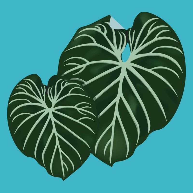 Philodendron Gloriosum