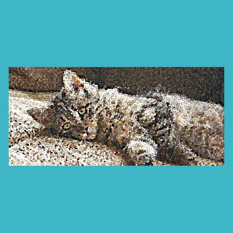 Tigrou le petit chat