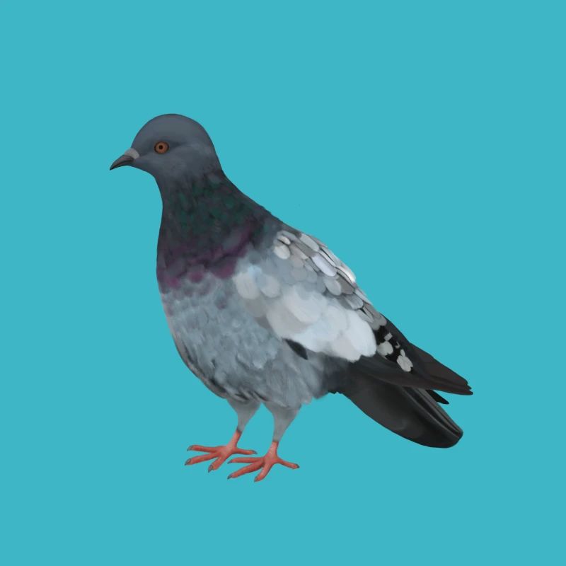 Dove
