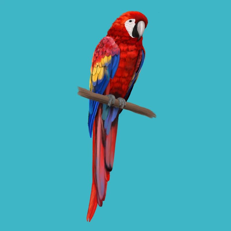 Papagei - Ara parrot