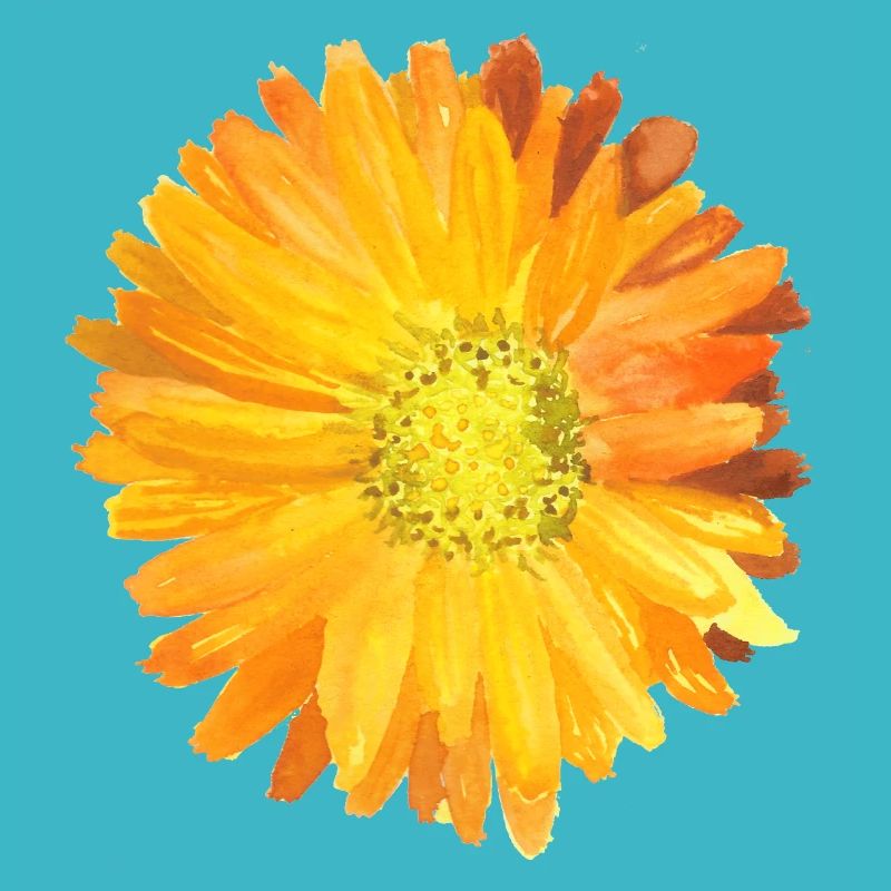 Calendula Aquarelle Orange