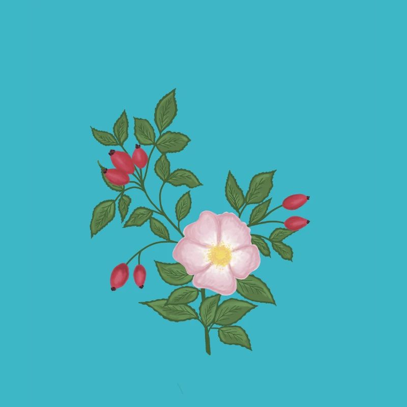 Wild rose and rose hips
