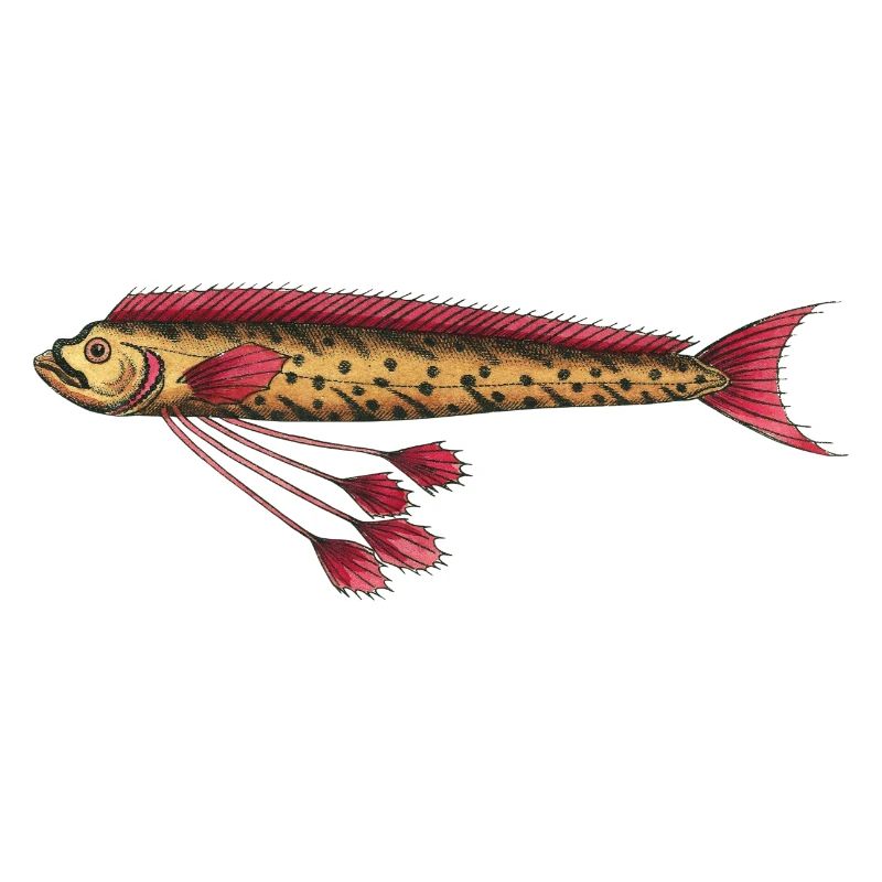 Riemenfisch