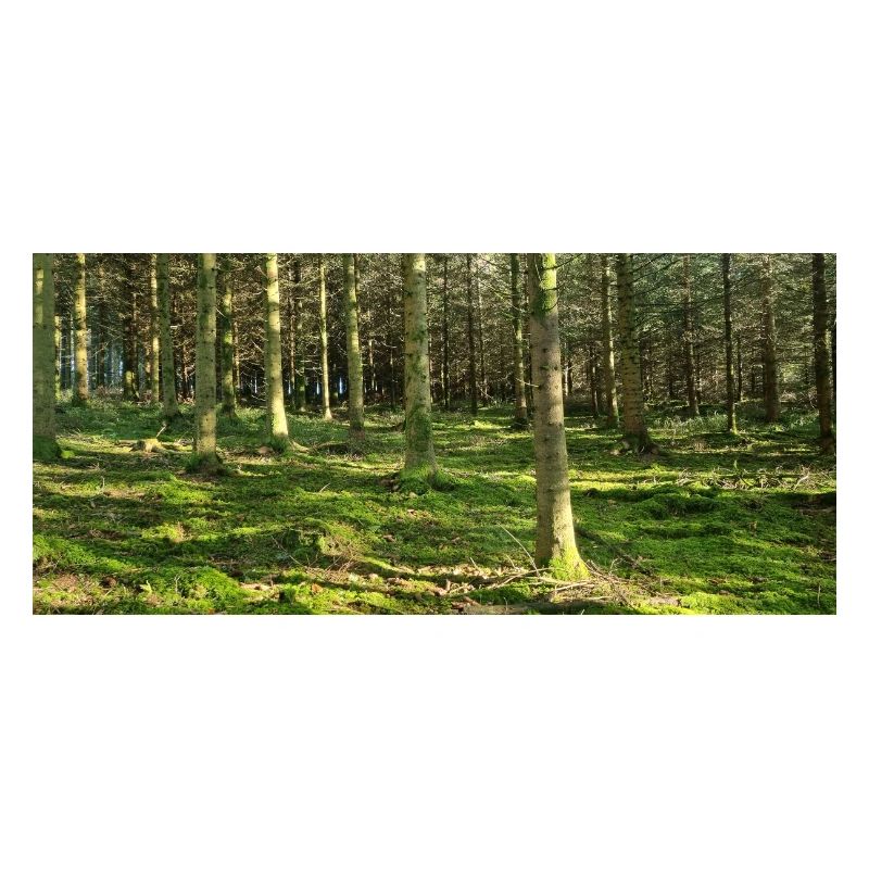 Lichter Waldlandschaft Druckdesign