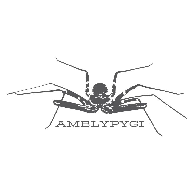 Geißelspinne - Amblypygi