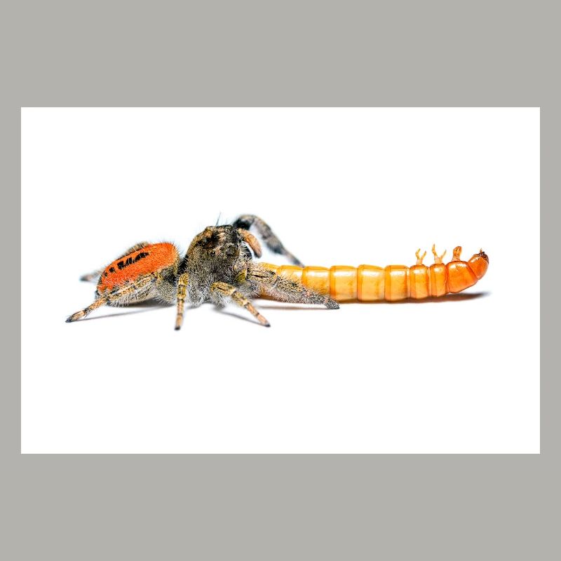 Springspinne Phidippus texanus jumping spider