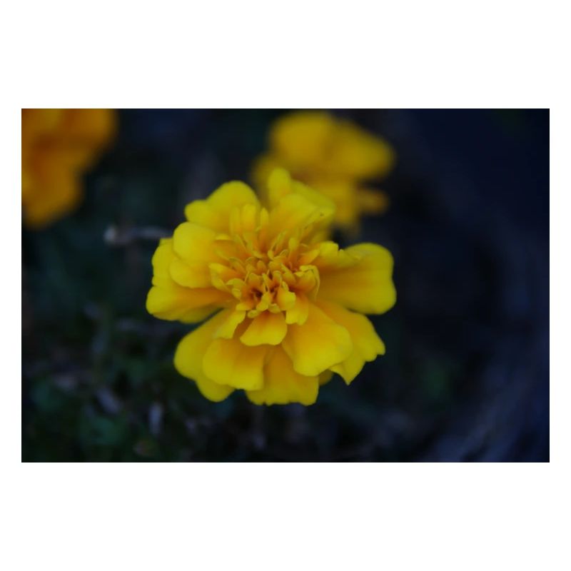 gelbe Blume