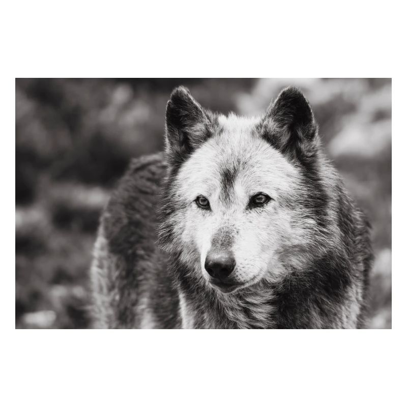 Lone Wolf Black and White