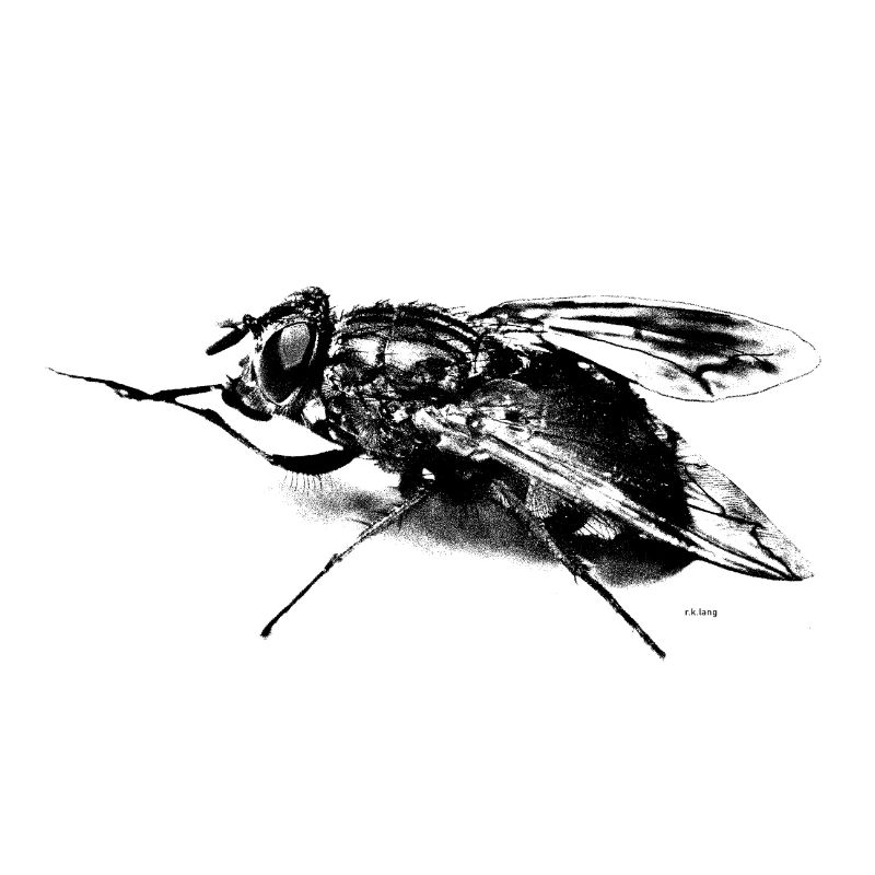 Die Fliege