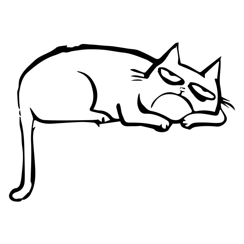 funny cat