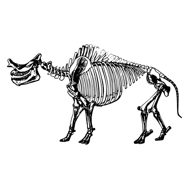 Dinosaurier Skelett