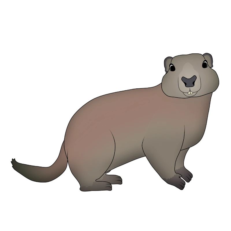 Murmeltier