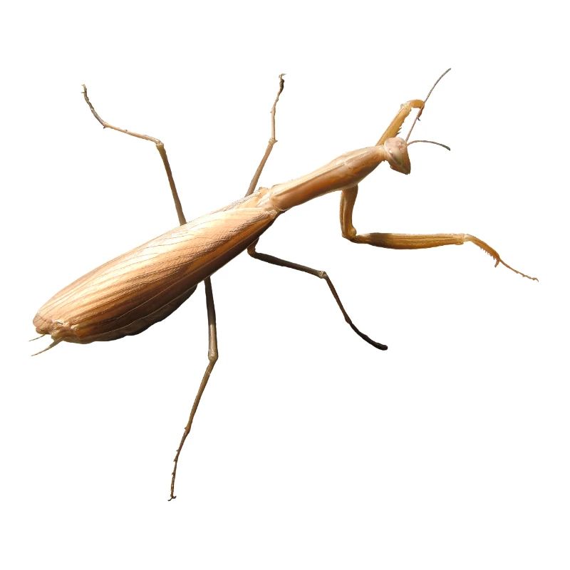 Gottesanbeterin