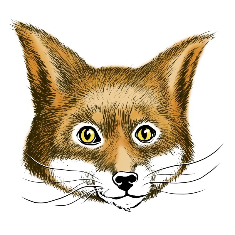 Fuchs the fox