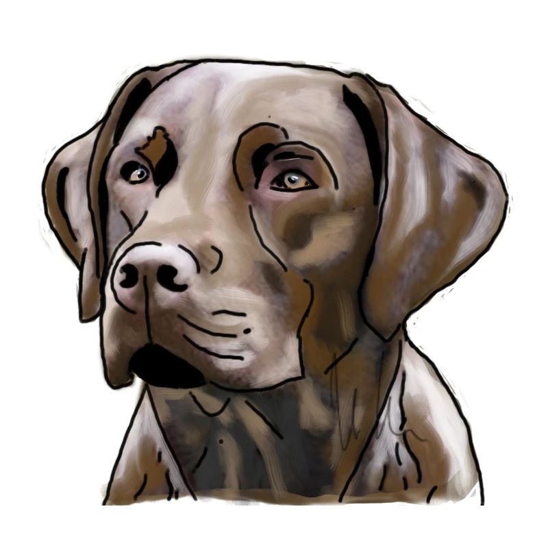 Labrador