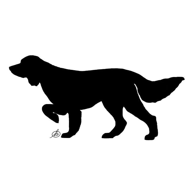Long haired pointing dog