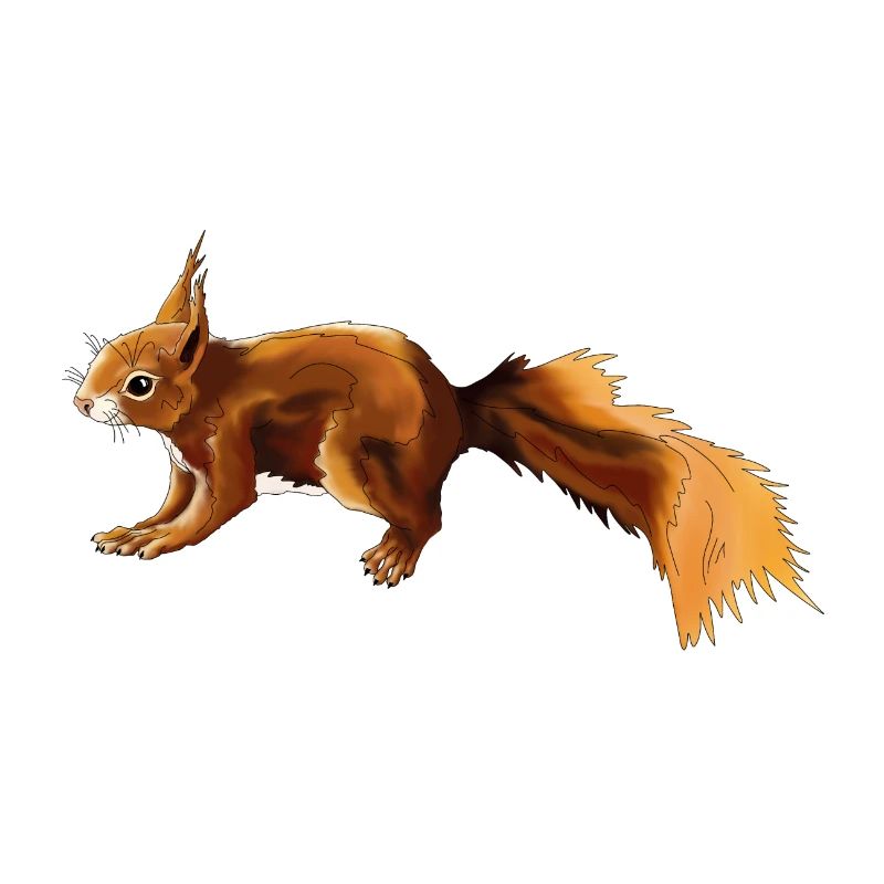 Eichhörnchen 3