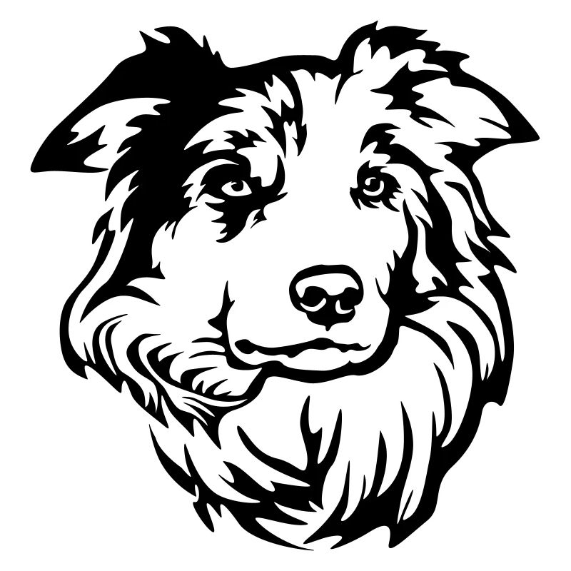 Border Collie Head