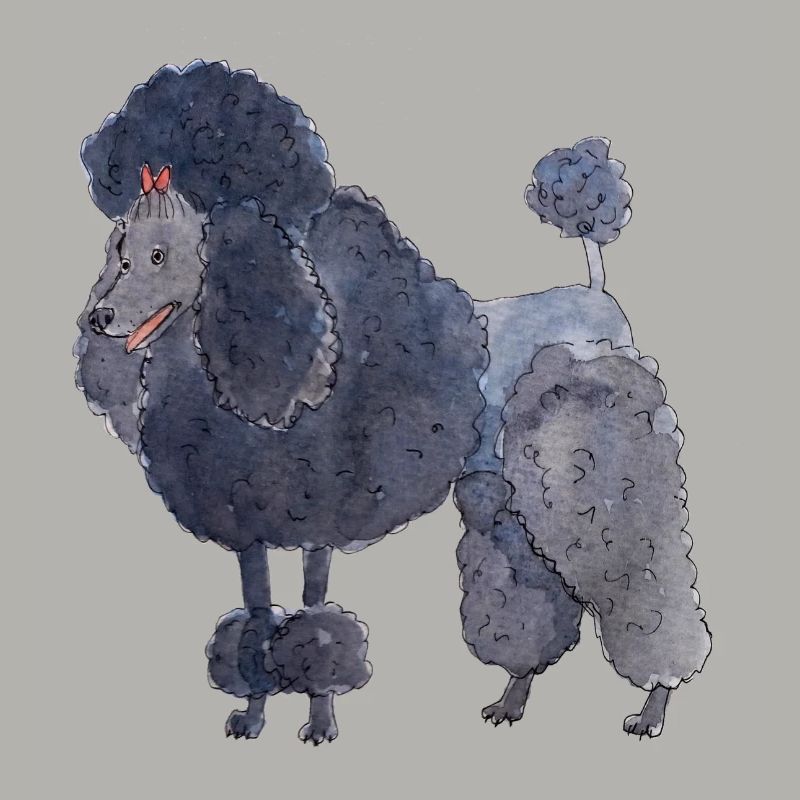 Poodle between - fun