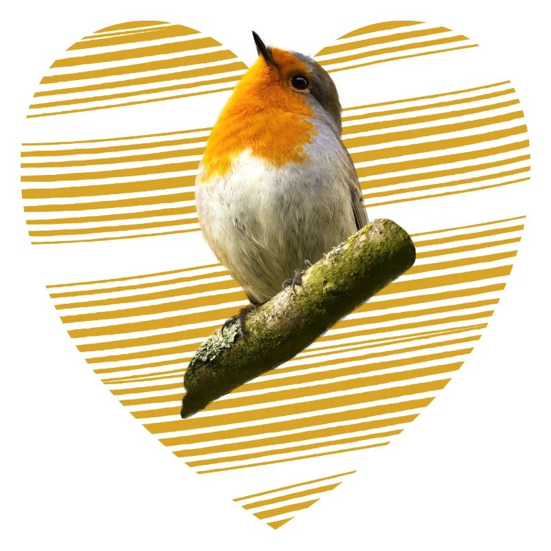 Rotkehlchen Singvogel süßer Vogel