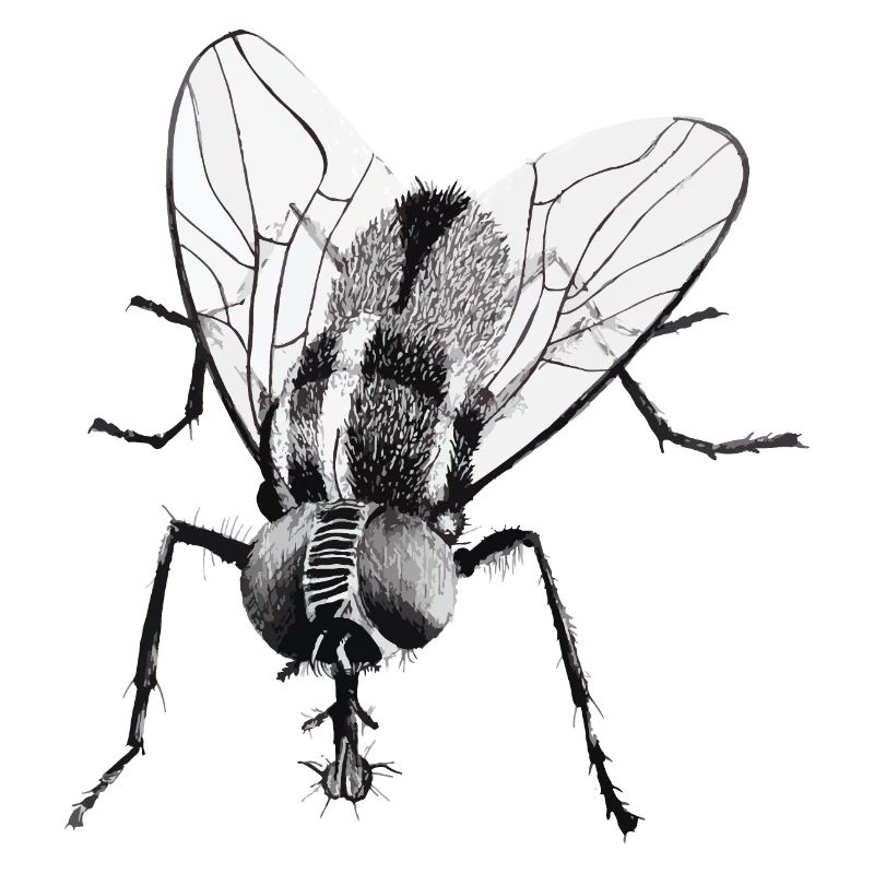Schwarze Fliege