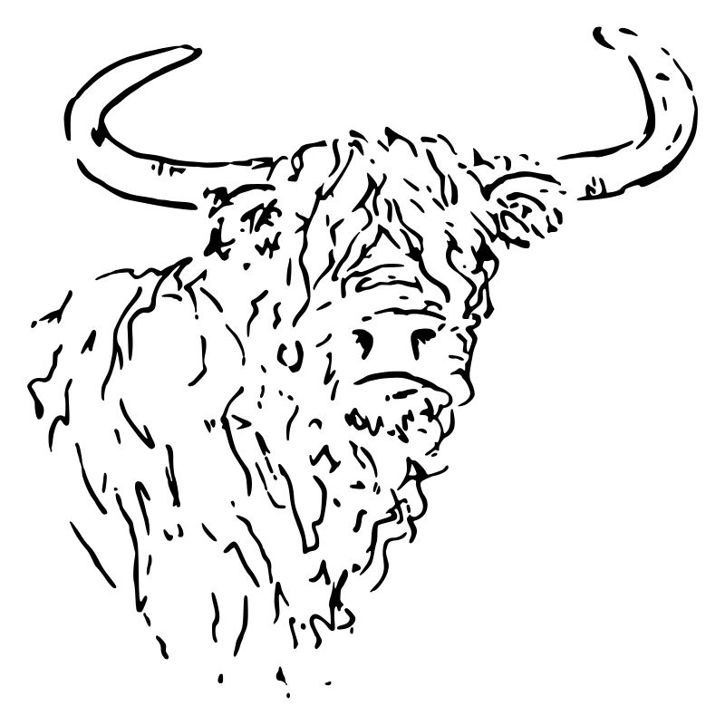 Scottish Highlander Line Drawing Head