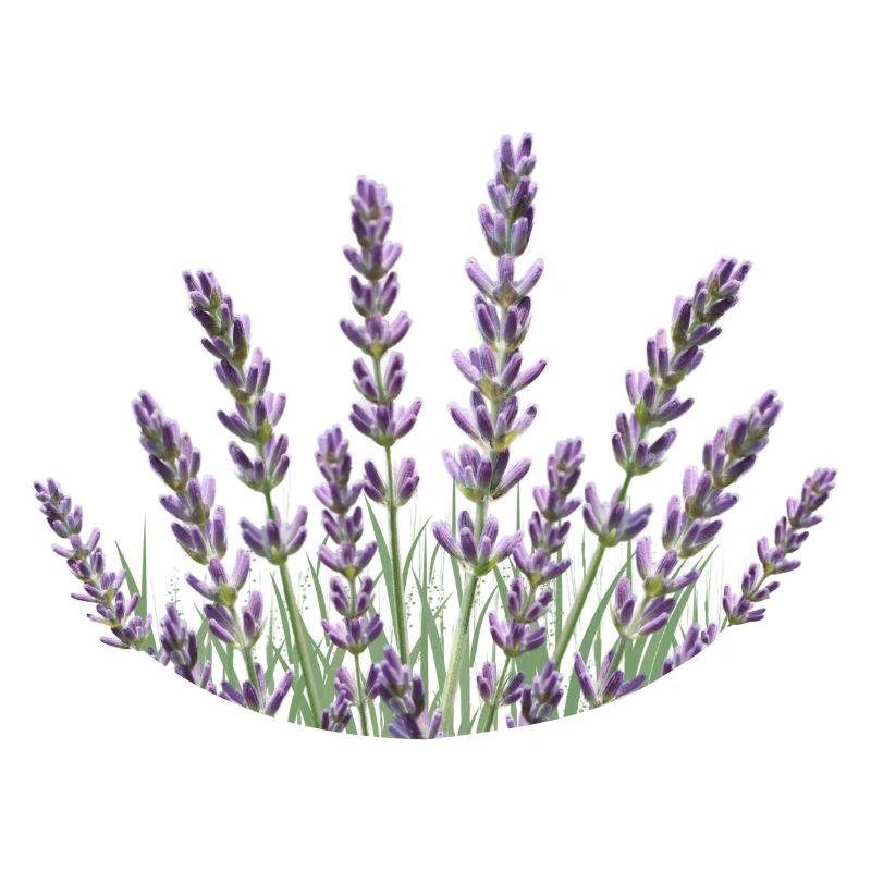 Lavendelhalme Lavendel
